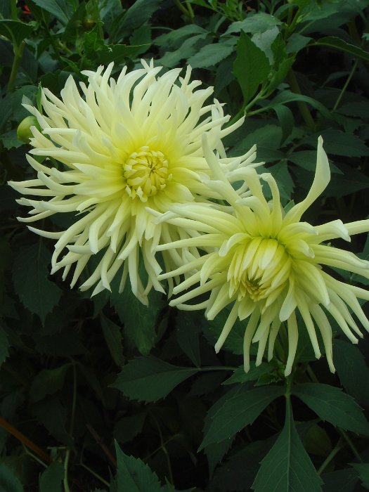 Dahlia x 'Melodie' fleur